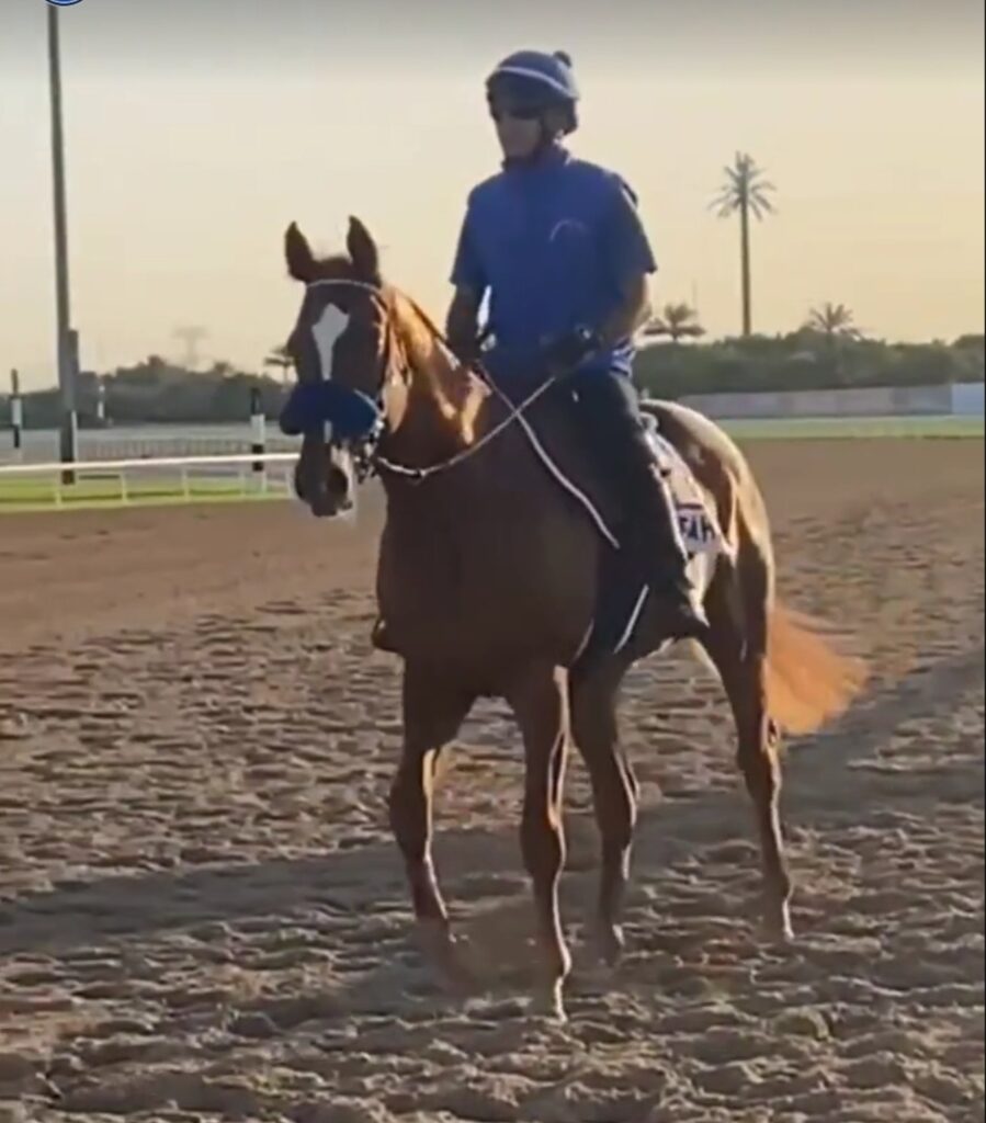 DUBAI REPORT (11)