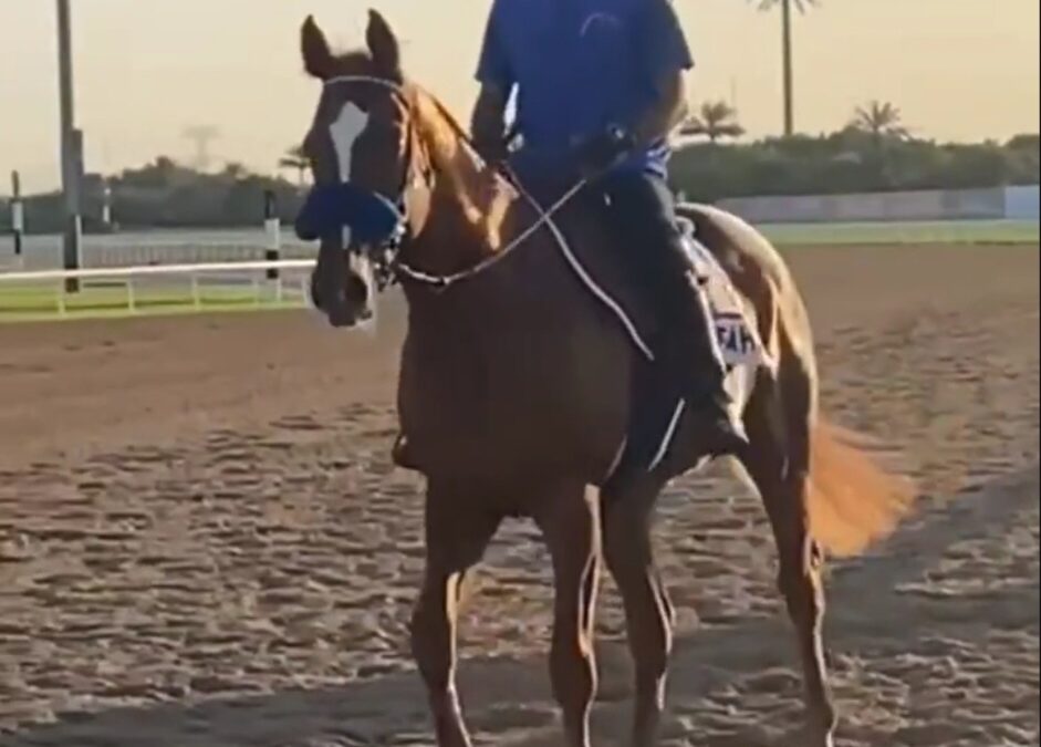 DUBAI REPORT (11)