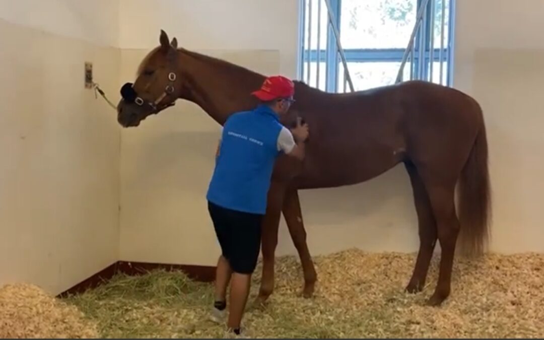 DUBAI REPORT (12)