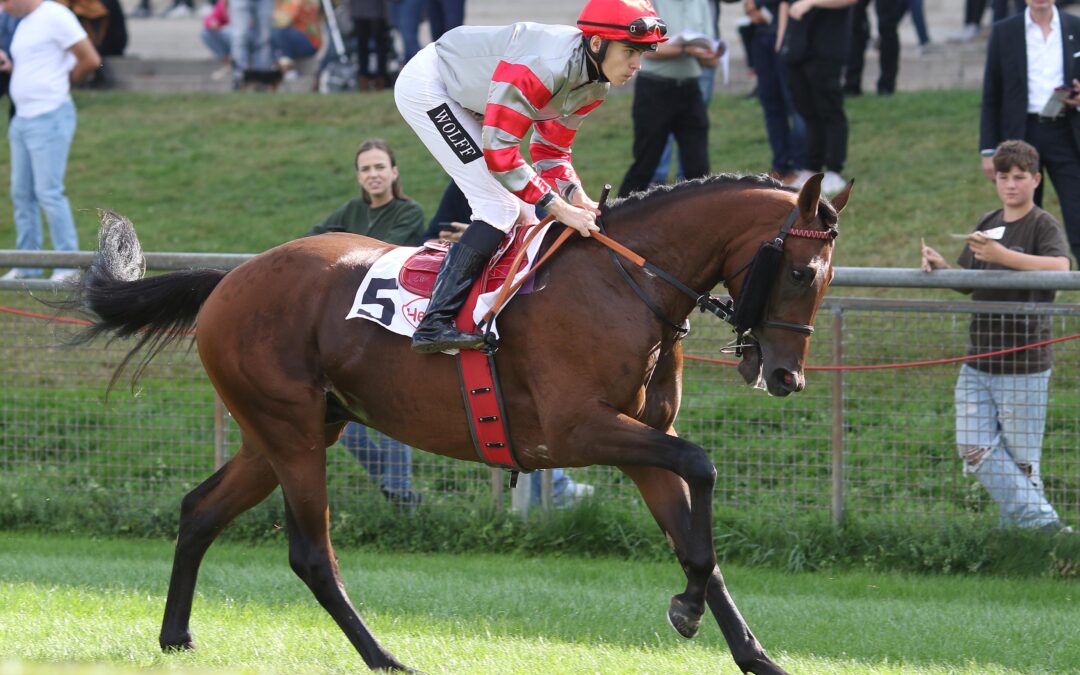 MISTER H. MIT CHANCEN