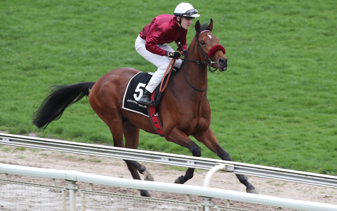 MR HOLLYWOOD GEADELT