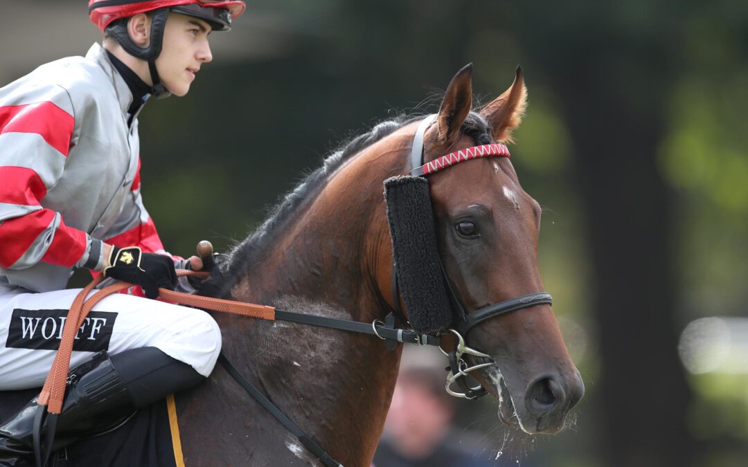 DREIMAL WOLFF IN HANNOVER