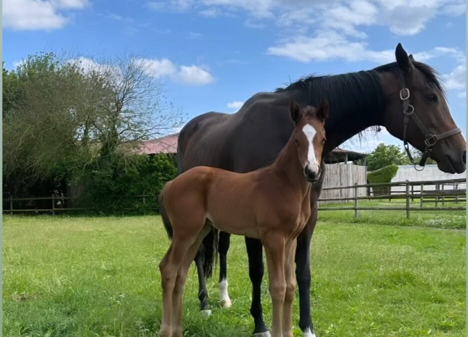 EX GREWE WIEDER MUTTER