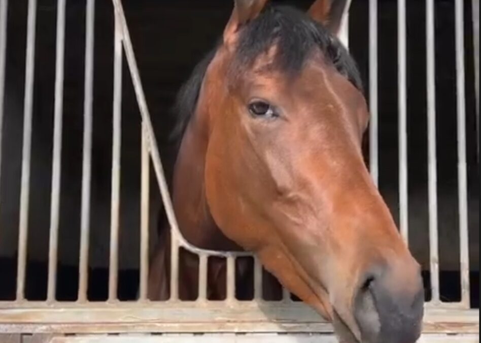 DEBUT GUT ÜBERSTANDEN