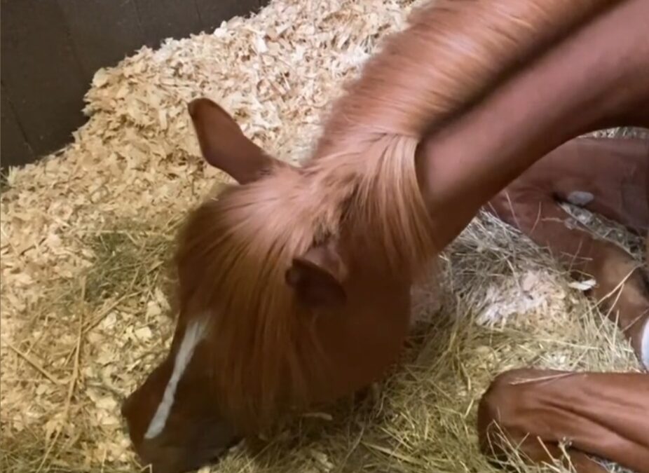 SISFAHAN IN THE MOOD