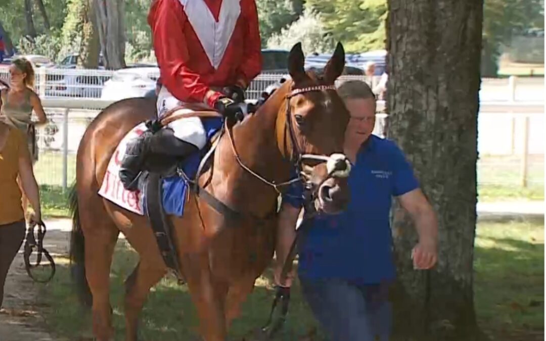 GEMCUTTER SOLL NACHLEGEN