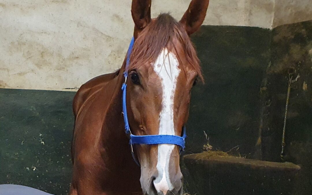 GUTES LAUFEN ERWARTET