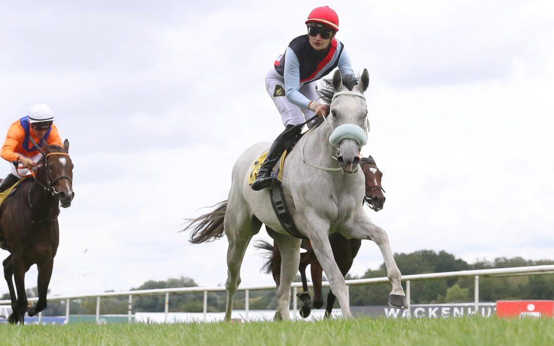 THREE HAVANAS GLEICH TOP