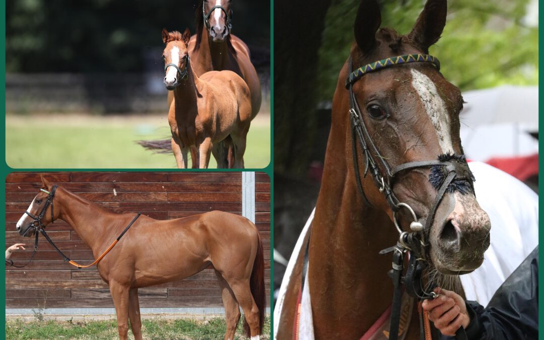 ALLES GUT ÜBERSTANDEN