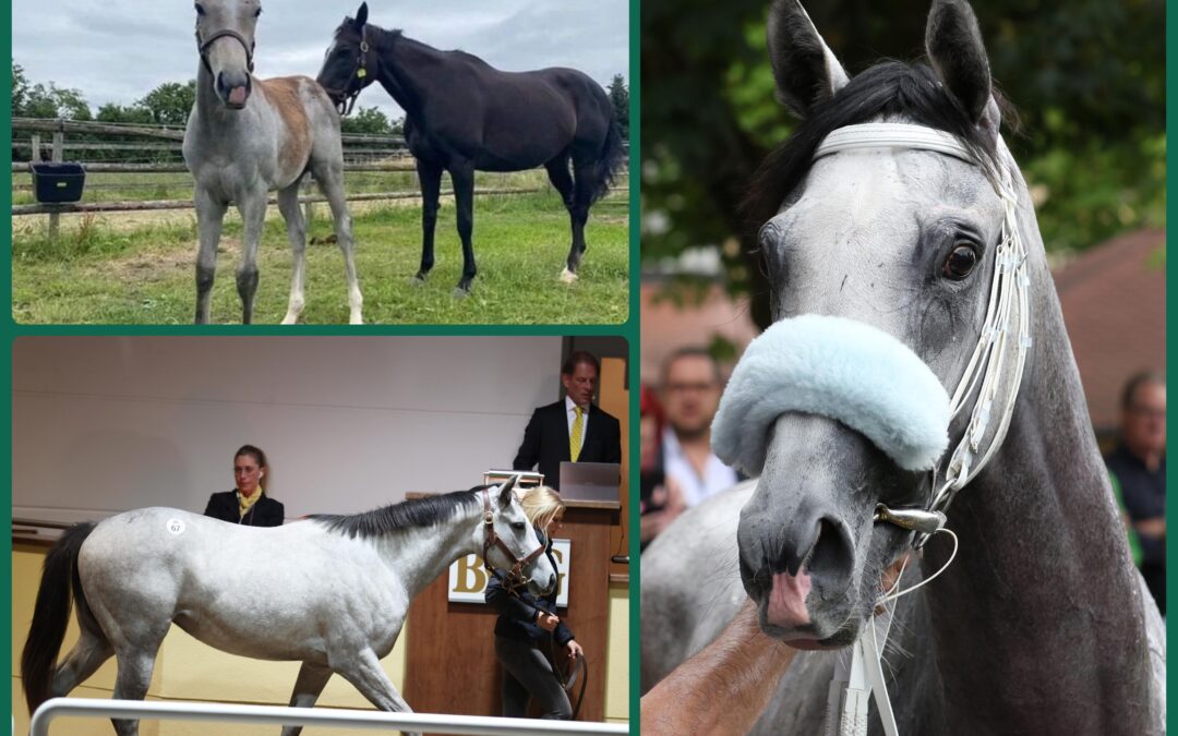 VOM FOHLEN ZUM RENNPFERD