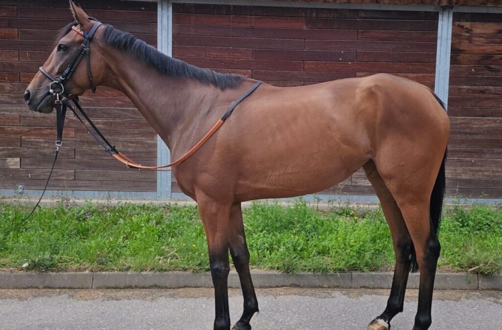 RACING QUEEN VERKAUFT