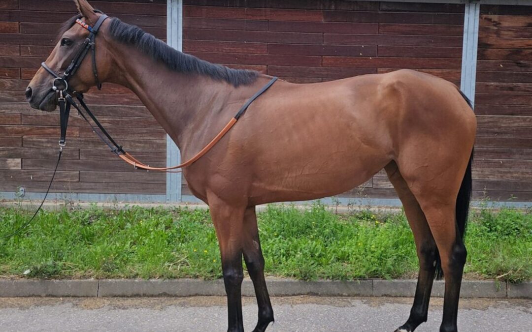 RACING QUEEN VERKAUFT