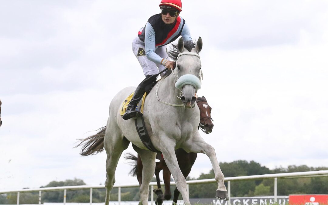 THREE HAVANAS IN CHANTILLY