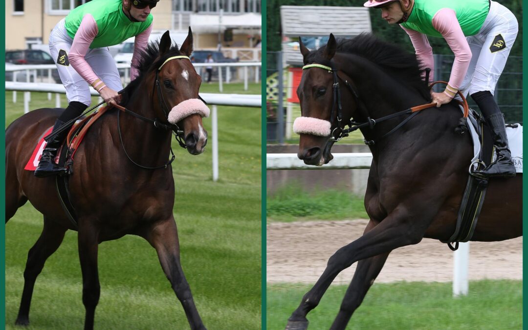 DOPPELTER DARIUS IN MB