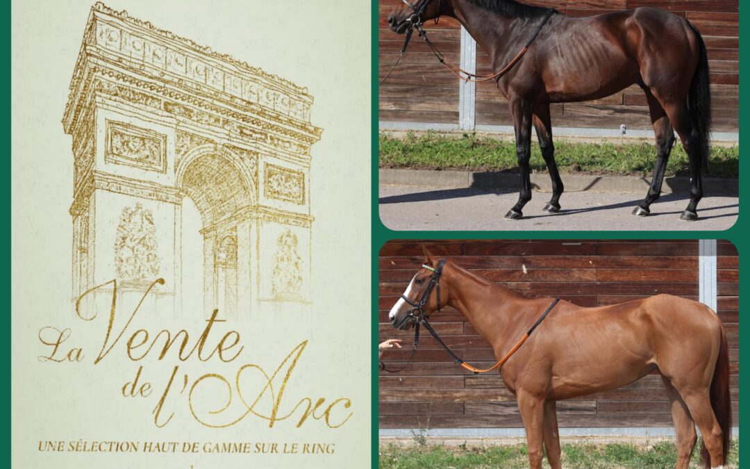 KAUFEN,LAUFEN,NICHT VERKAUFT