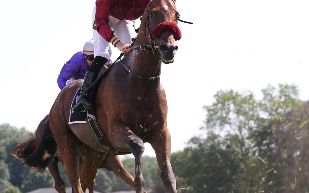 MR. HOLLYWOOD IM ARC