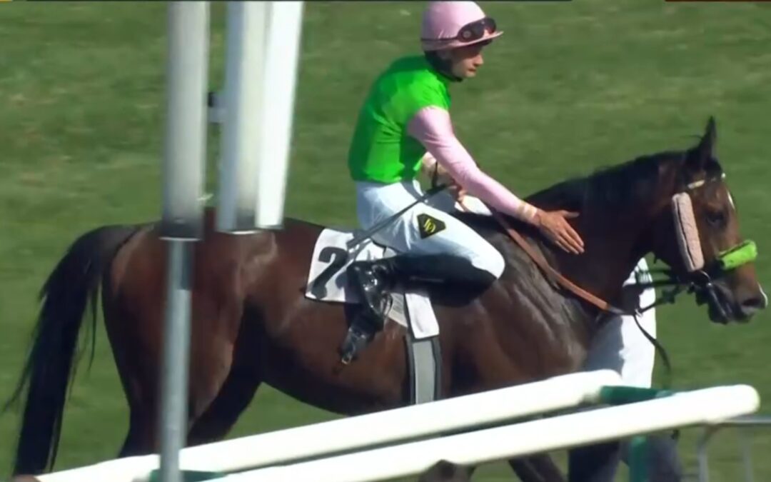 SHAYAN NICHT MEHR SIEGLOS