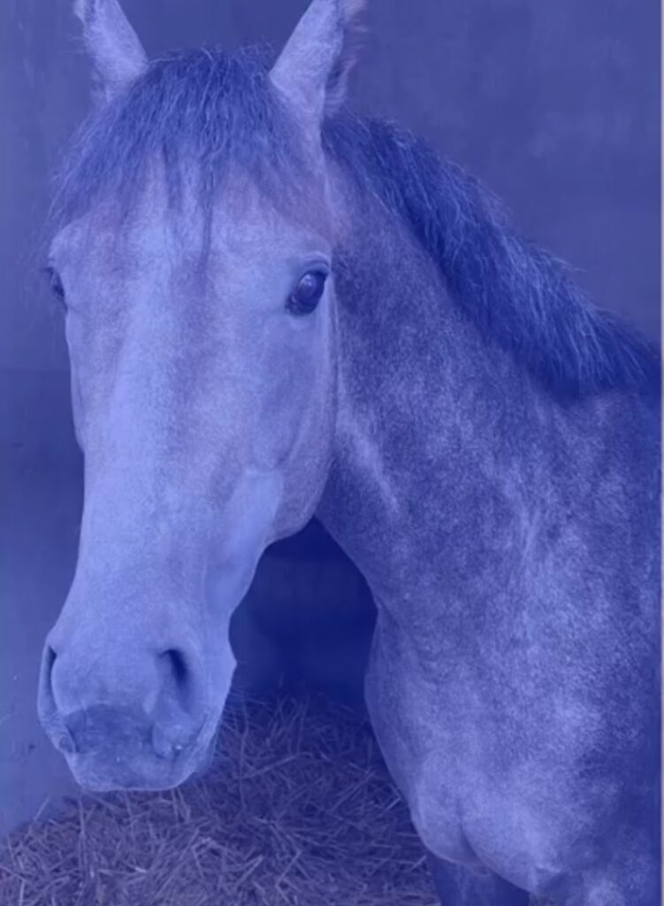 FIGHTER FOR BIG CASH