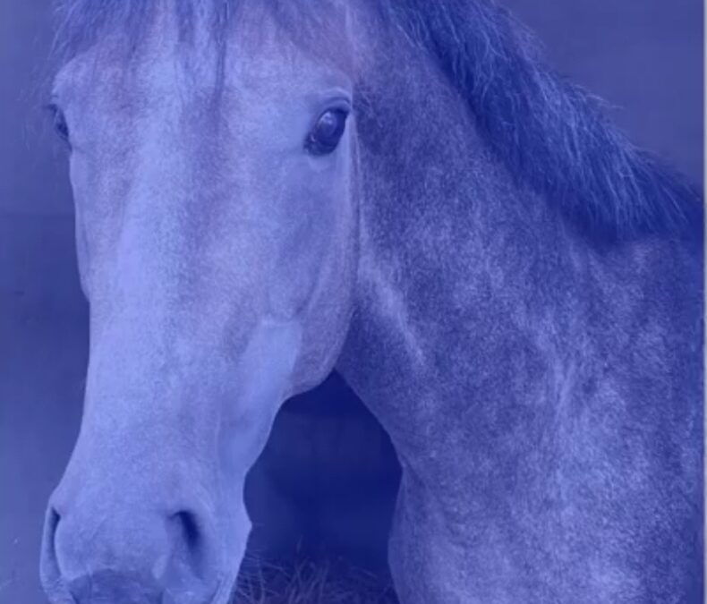 FIGHTER FOR BIG CASH