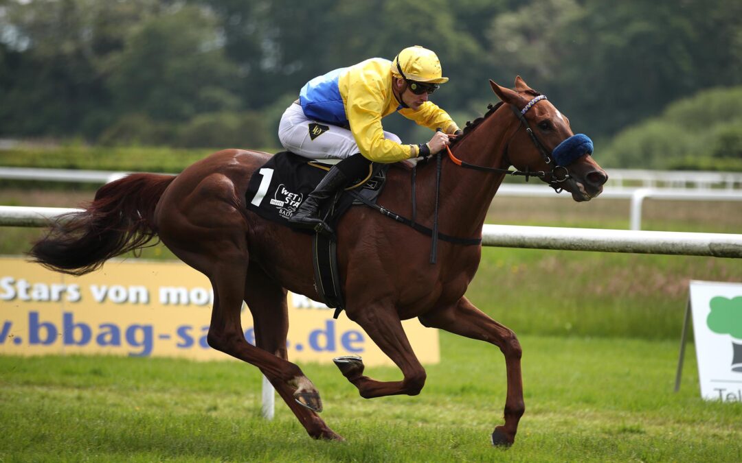 LIEBT HARZBURG AUCH HALLE ?