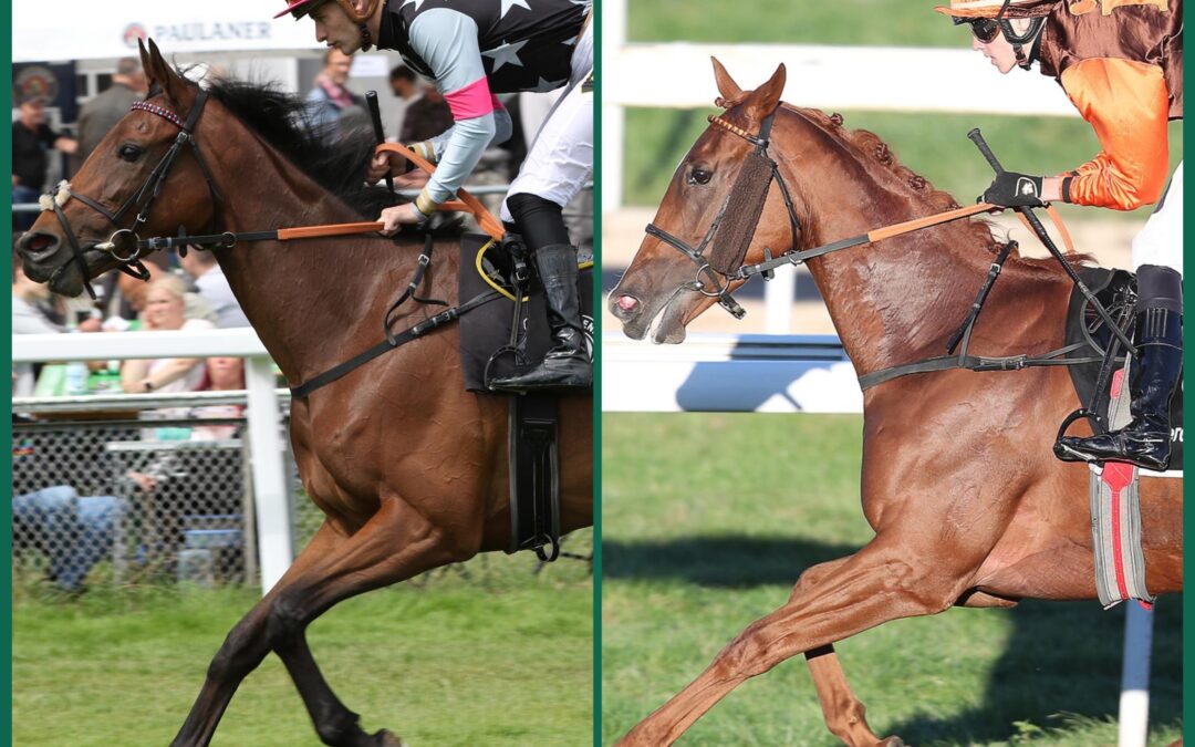 ZWEI STUTEN FÜR KREFELD