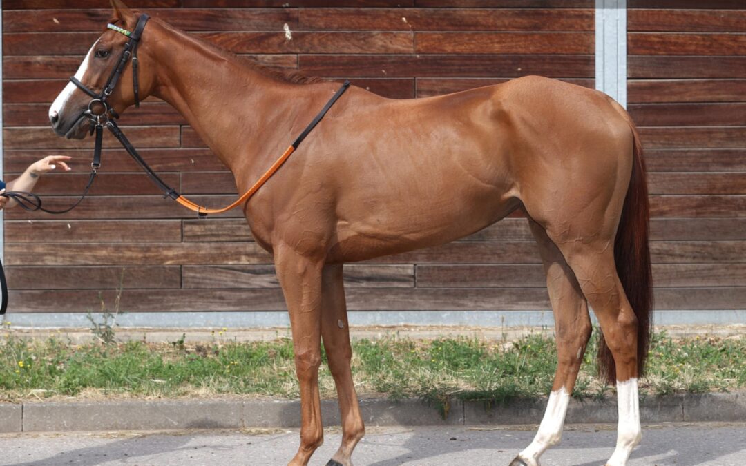 DOCH NOCH “SIEGERIN”