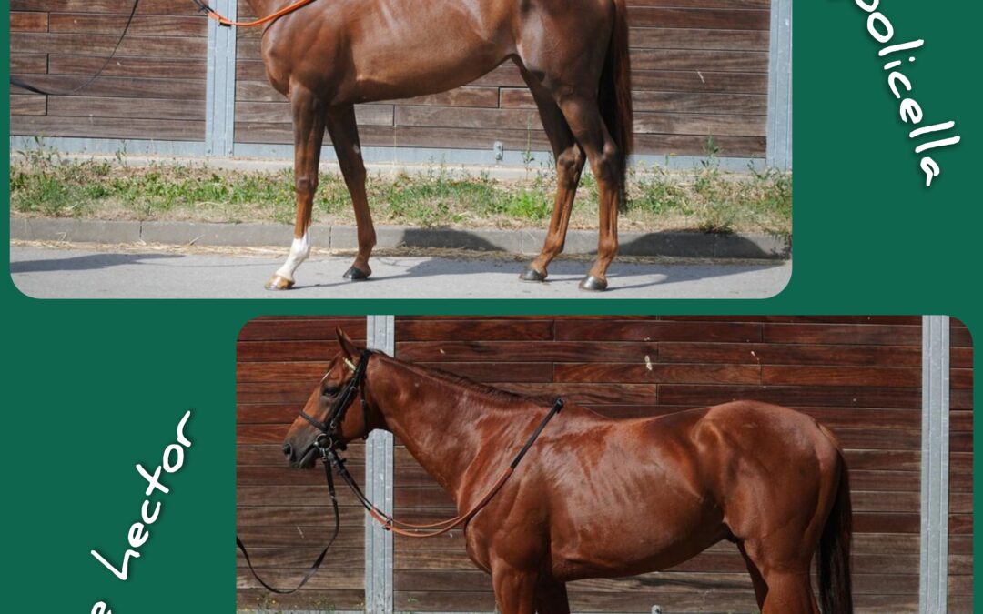 ZWEI ONLINE TOP ANGEBOTE