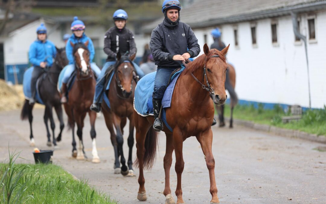 KIRSCHE AUF DER TORTE
