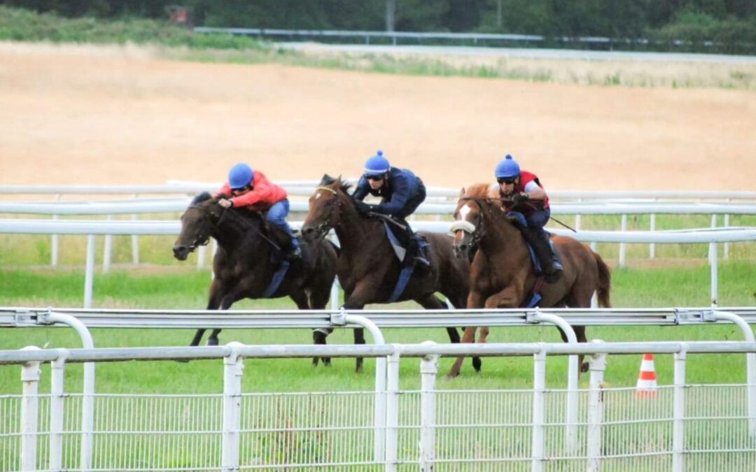 DAS LEBEN ALS RENNPFERD