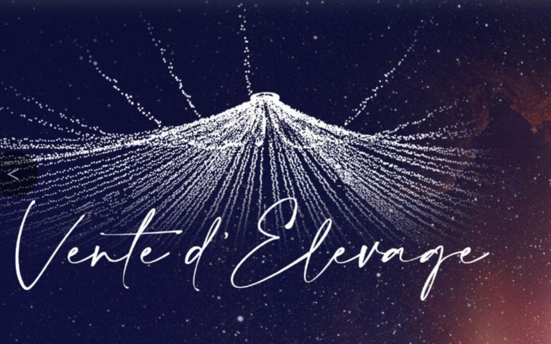 TRIO AUF DEAUVILLE VENTE