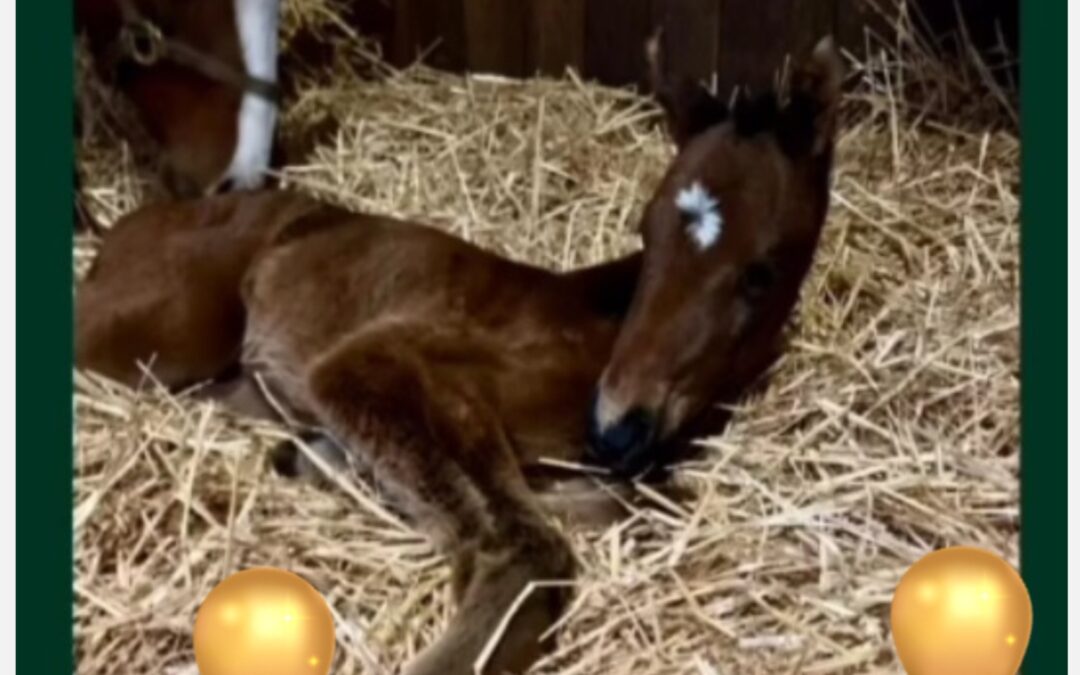 RUBAIYAT’S ERSTLINGSWERK