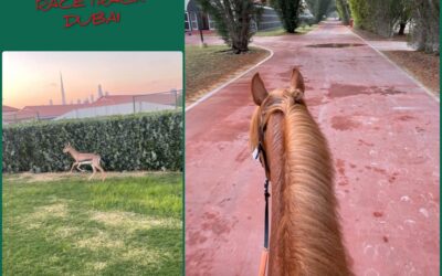 MORGENS IN MEyDAN