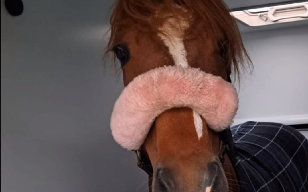 “BLONDIE” WIEDER ON TOUR