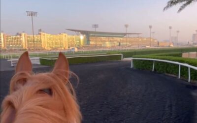 MEYDAN FEST IM BLICK