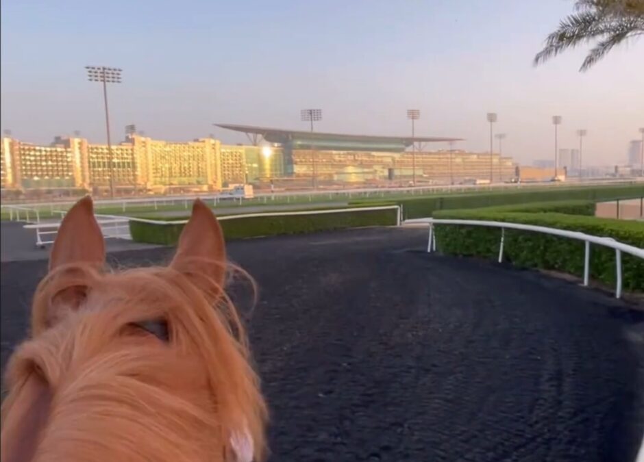 MEYDAN FEST IM BLICK