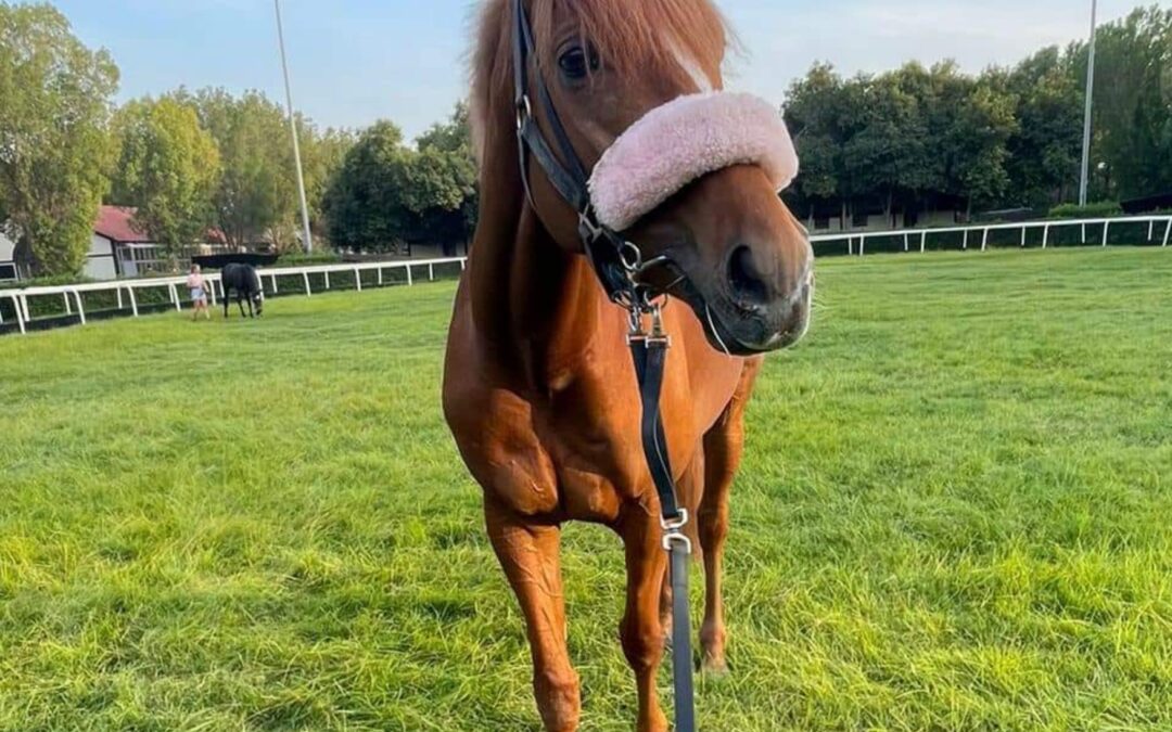 GREEN GREEN GRASS OF DUBAI