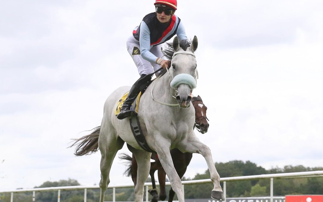 THREE HAVANAS PLUS ZWEI