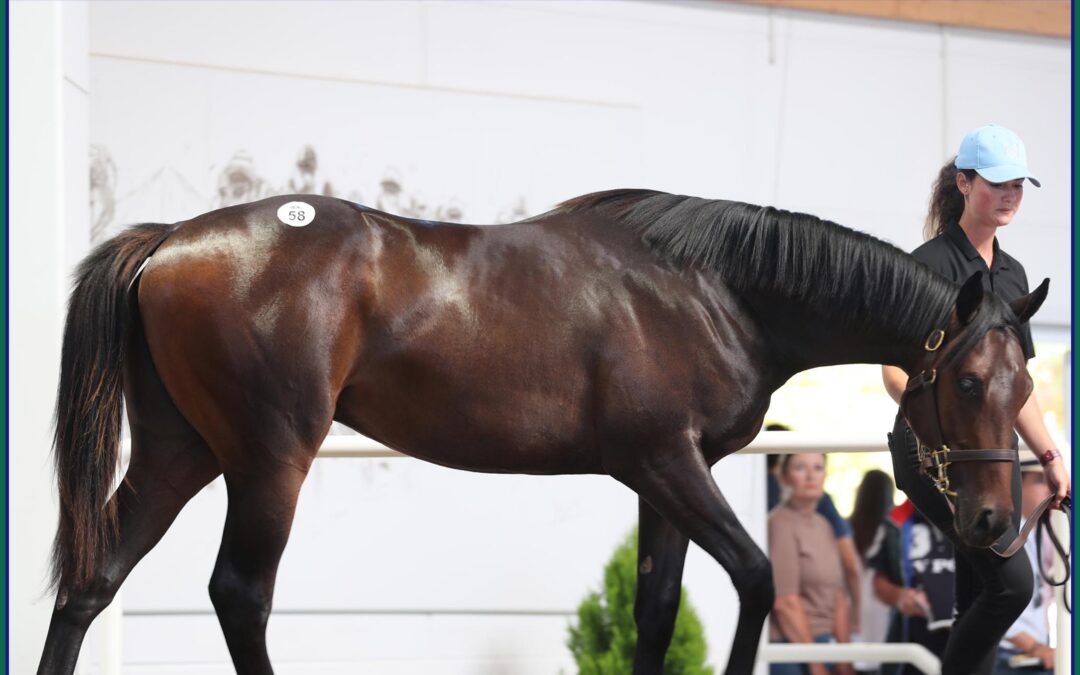 “FRANKEL” DEBUTANT