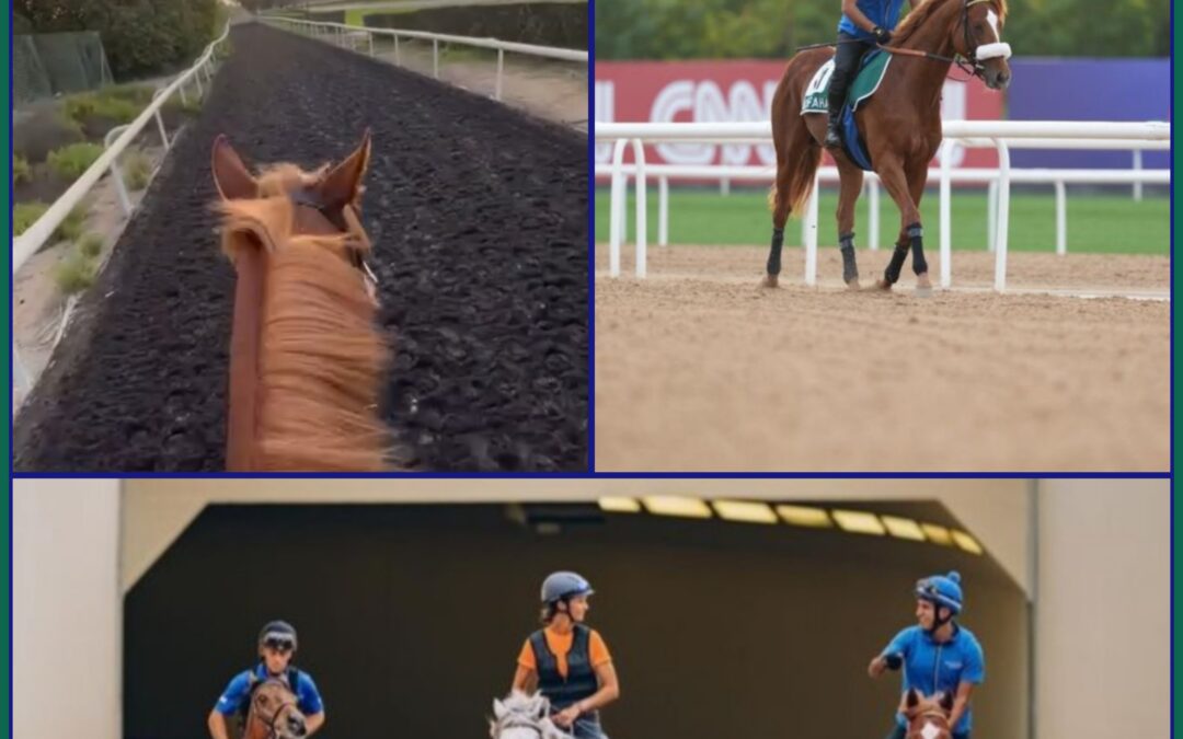 MORGENRITT IN DIE SONNE