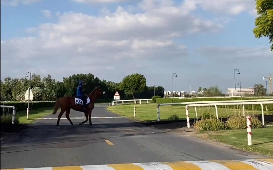 VORSICHT “WILDWECHSEL”