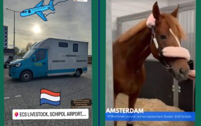 ZURÜCK IN EUROPA