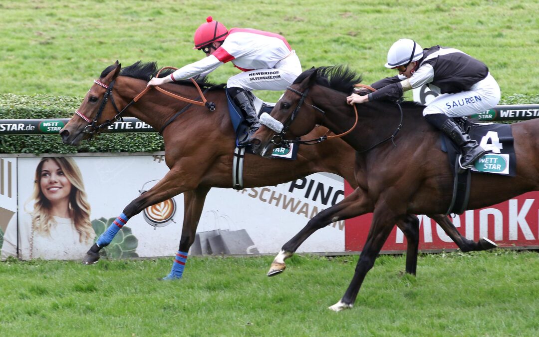 STUTE MIT GROßEM PECH