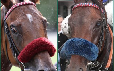 DUELL DER (STALL) GIGANTEN