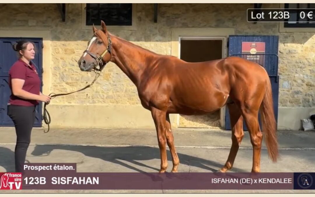SISFAHAN ZURÜCK GEKAUFT