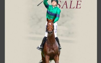 ARQANA SALE KÄUFER