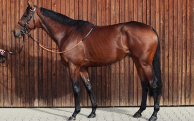 PALLADIUM’S HÜRDEN DEBUT