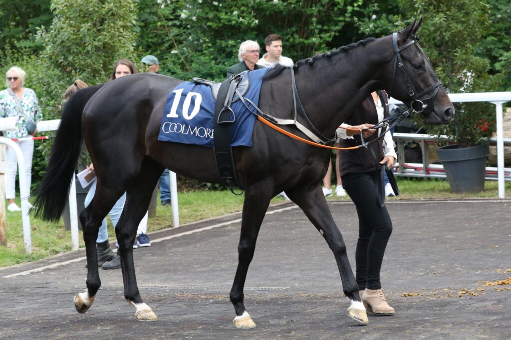 WIKINGER STARKER DRITTER
