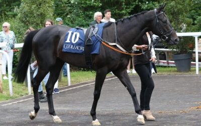 WIKINGER STARKER DRITTER