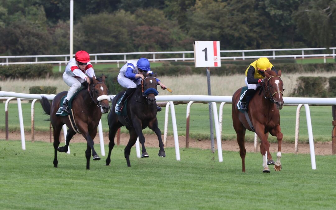 DALYAN HOLT BLACK TYPE
