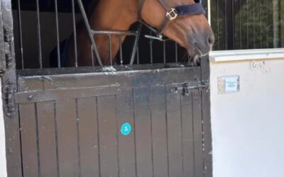 ERSTE STATION: NEWMARKET